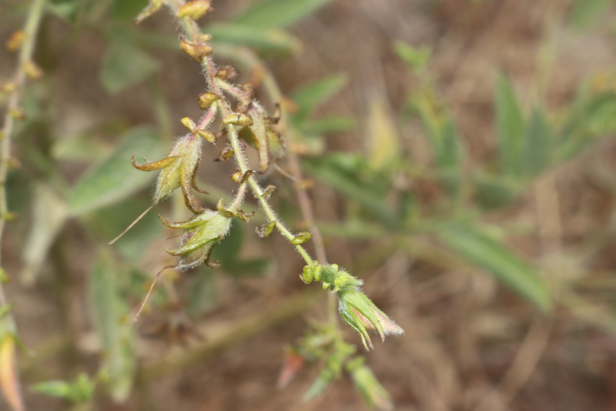 Crotalaria lunulata B.Heyne ex Wight & Arn.